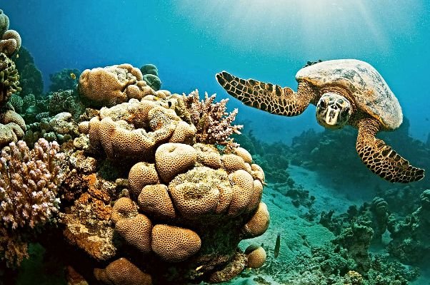 turtle marsa moubarak Město-marsa-alam-