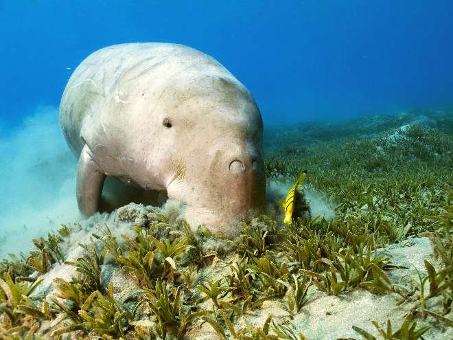 Dugong Mořská Kráva